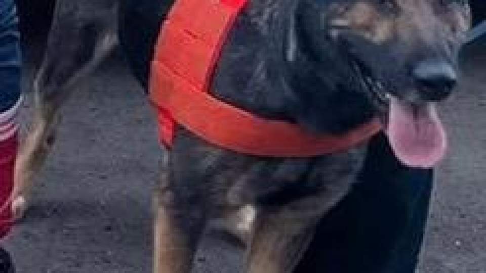 Colabora K-9 del Gobierno de Sonora en aseguramientos de narcóticos en Hermosillo